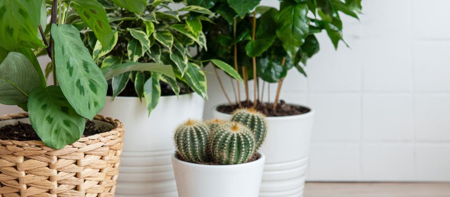 Tropical House Plants