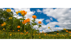 Spring flowers in a green field