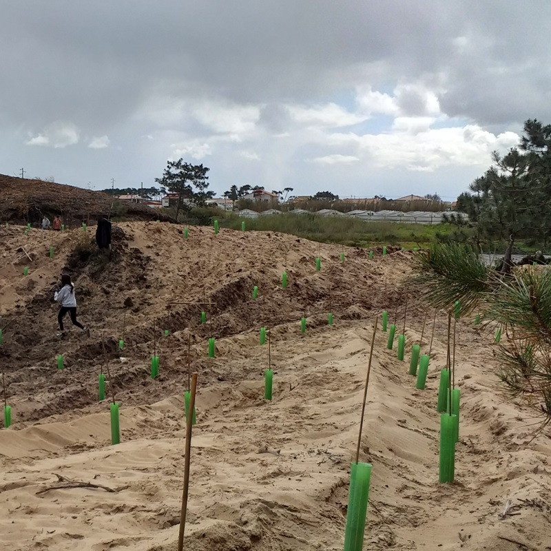 Trees planted in the ground by Tree Nation